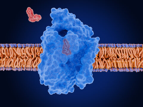 Sodium-glucose cotransporter 2 (SGLT2)  in complex with a inhibitor, which reduces blood glucose levels