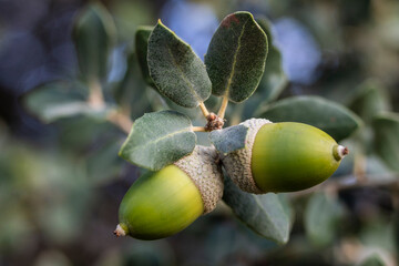 green oak nuts, Loporzano, Huesca, Aragon community, Spain © Tolo