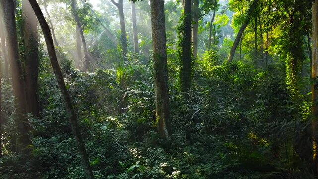 Tropical forest or rainforest. Walk through dense forests as the sun peeks through the trees in summer. Its rays illuminate the green forest. Cifor, IPB University Bogor Research Forest, Indonesia.