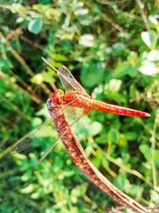 dragonfly on a branch