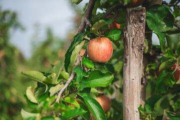 close up of red apples on tree