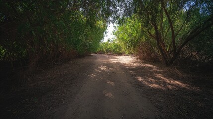 Obraz premium The rugged track meanders through lush tropical rainforest, with overhanging branches casting shadows across the sandy trail, creating an inviting exploration route