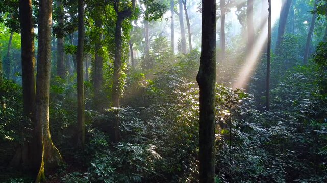 Tropical forest or rainforest. Walk through dense forests as the sun peeks through the trees in summer. Its rays illuminate the green forest. Cifor, IPB University Bogor Research Forest, Indonesia.