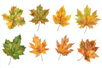 Fototapeta premium Isolated autumn leaves in transparent background
