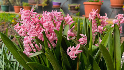 colorful blooming hyacinth flowers in the garden
