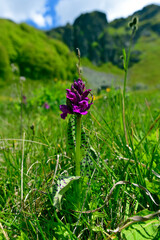 Herz- Fingerwurz / Breitblättriges Knabenkraut (Dactylorhiza cordigera / Dactylorhiza majalis subsp. cordigera) - Biogradska Gora, Montenegro