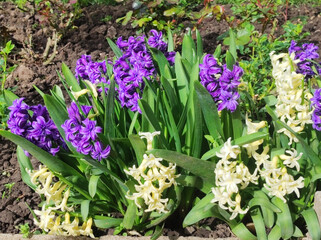 colorful blooming hyacinth flowers in the garden