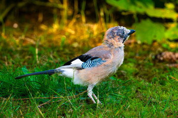 A jay in the forest is alert to danger from above. This Eurasian jay (Garrulus glandarius) is moulting.