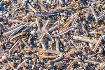 Hundreds of Ensis shells lie on the beach. These animals are a delicacy and are prepared in different ways. They are also called razor clams.