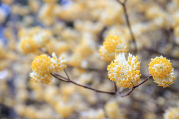 満開のミツマタ