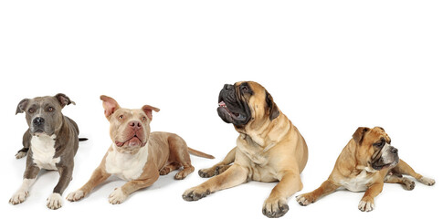 group of bully dogs different breed, guard dogs lying isolated on white background