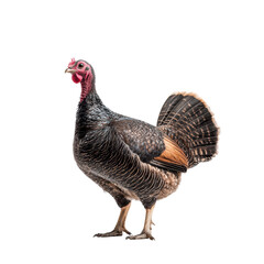 Fototapeta premium Majestic turkey showcasing vibrant plumage