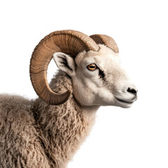 Majestic ram with impressive curled horns