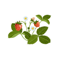 vector drawing strawberry plant with green leaves, flowers and red berries isolated at white background, hand drawn illustration