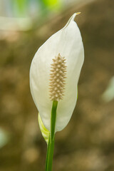 Flor de espatifilo