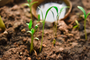 A small plant is growing in the dirt with a bowl of water nearby
