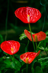 Flores de Spathiphyllum
