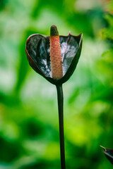 Spathiphyllum bicolor
