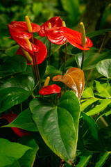 Flores de Spathiphyllum de color rojo