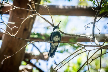 Picaflor o colibri