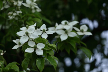 庭のシンボルツリー