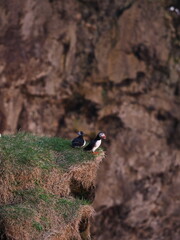 Island Dyrh&oacute;laey