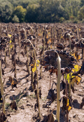 Vertical shot of dried sunflower field on autumn