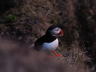 Island Dyrh&oacute;laey