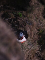 Island Dyrh&oacute;laey