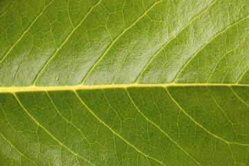 green texture background grass nature