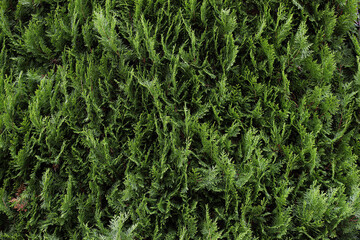 green texture background grass nature