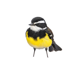 Yellow-rumped Warbler Bird Close-up