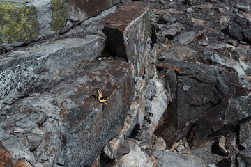butterfly on the rock