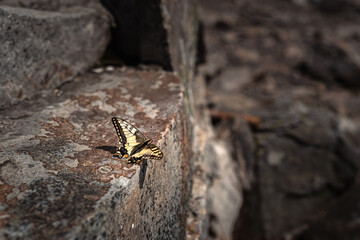 butterfly on the ground