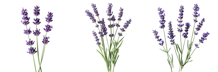 Obraz premium Set of a lavender flowers, isolated on a transparent background.