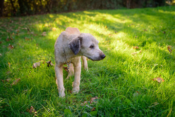 perro flaco peludo en parque soleado