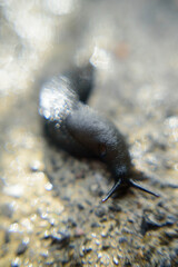 Babosa negra en suelo de hormigón