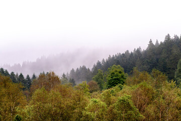 Forêt vosgienne dans les brumes en automne