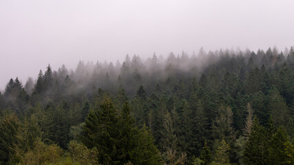 Forêt de sapin perdue dans la brume