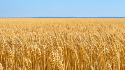 A vast field of tall, golden wheat stalks swaying gently in the breeze. The sky above is clear with a soft blue hue, suggesting a sunny day. The wheat stems are densely packed, with their rich golden 