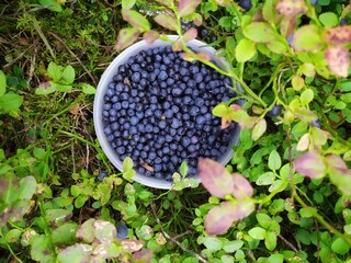 blueberries in the forest