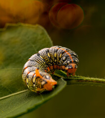 Chenille sphynx de l'euphorbe sur un bokeh très artistique, gros plan sur une chenille très colorée