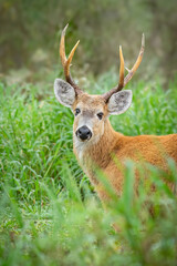 ciervo de los pantanos