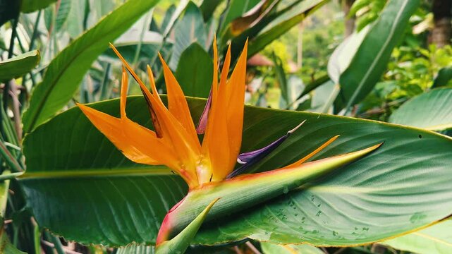 strelitzia,bird of paradise plant in a gardent