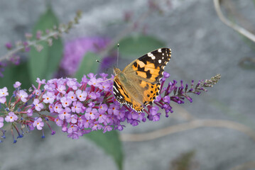 Painted Lady (Vanessa cardui) butterfly perched on summer lilac in Zurich, Switzerland