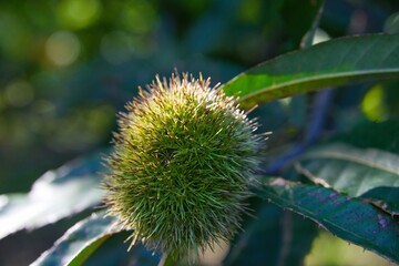 chestnuts on a tree