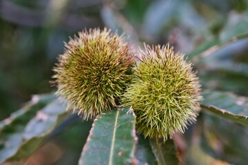chestnuts on a tree