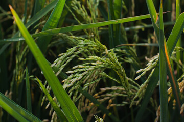 Rice grains in the rice fields