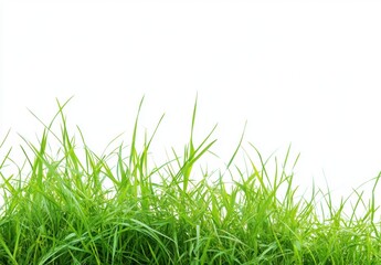 Fototapeta premium Green Grass Border.