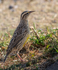 Western Meadowlark in a field